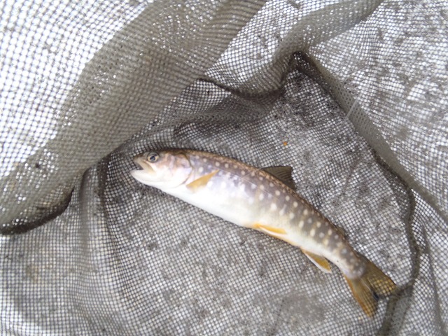 �m�d�s�R�x��h�g�`�k�t�h