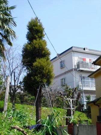 ��̎��Ȃ爤�Ή��@�Ó�̐A�؉��ł��B      �g�тO�X�O�|�X�P�O�O�|�Q�R�S�S