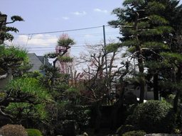 ��̎��Ȃ爤�Ή��@�Ó�̐A�؉��ł��B      �g�тO�X�O�|�X�P�O�O�|�Q�R�S�S