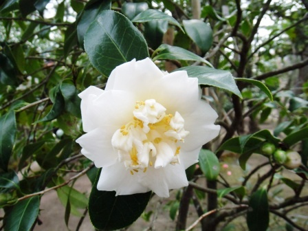 ��̎��Ȃ爤�Ή��@�Ó�̐A�؉��ł��B      �g�тO�X�O�|�X�P�O�O�|�Q�R�S�S