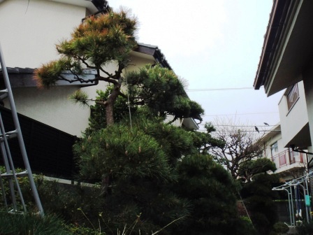 ��̎��Ȃ爤�Ή��@�Ó�̐A�؉��ł��B      �g�тO�X�O�|�X�P�O�O�|�Q�R�S�S