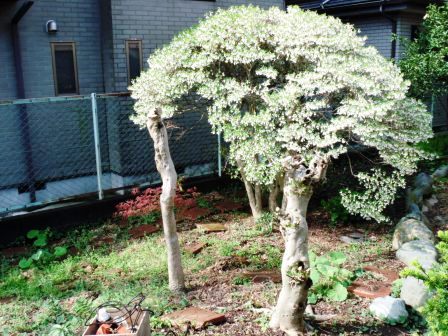 ��̎��Ȃ爤�Ή��@�Ó�̐A�؉��ł��B      �g�тO�X�O�|�X�P�O�O�|�Q�R�S�S