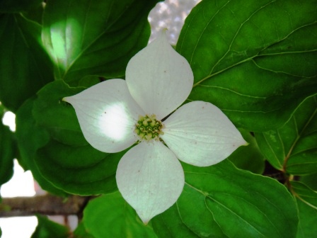 ��̎��Ȃ爤�Ή��@�Ó�̐A�؉��ł��B      �g�тO�X�O�|�X�P�O�O�|�Q�R�S�S