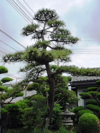 ��̎��Ȃ爤�Ή��@�Ó�̐A�؉��ł��B      �g�тO�X�O�|�X�P�O�O�|�Q�R�S�S