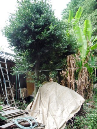 ��̎��Ȃ爤�Ή��@�Ó�̐A�؉��ł��B      �g�тO�X�O�|�X�P�O�O�|�Q�R�S�S