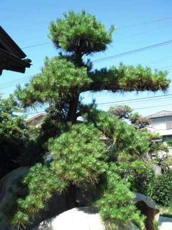 ��̎��Ȃ爤�Ή��@�Ó�̐A�؉��ł��B      �g�тO�X�O�|�X�P�O�O�|�Q�R�S�S