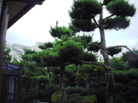 ��̎��Ȃ爤�Ή��@�Ó�̐A�؉��ł��B      �g�тO�X�O�|�X�P�O�O�|�Q�R�S�S