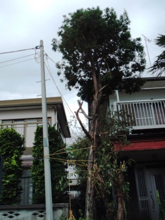 ��̎��Ȃ爤�Ή��@�Ó�̐A�؉��ł��B      �g�тO�X�O�|�X�P�O�O�|�Q�R�S�S