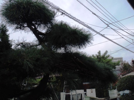 ��̎��Ȃ爤�Ή��@�Ó�̐A�؉��ł��B      �g�тO�X�O�|�X�P�O�O�|�Q�R�S�S