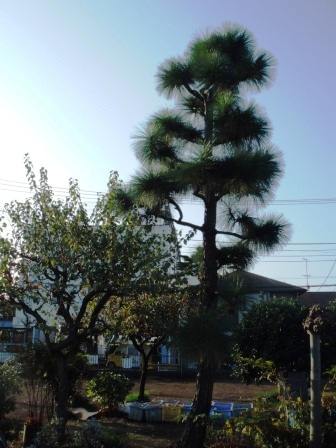 ��̎��Ȃ爤�Ή��@�Ó�̐A�؉��ł��B      �g�тO�X�O�|�X�P�O�O�|�Q�R�S�S