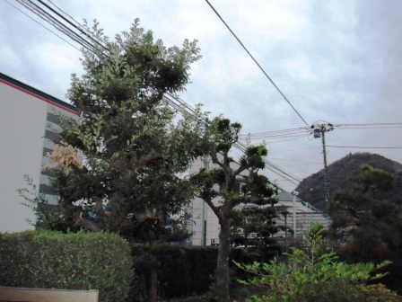 ��̎��Ȃ爤�Ή��@�Ó�̐A�؉��ł��B      �g�тO�X�O�|�X�P�O�O�|�Q�R�S�S