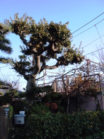 ��̎��Ȃ爤�Ή��@�Ó�̐A�؉��ł��B      �g�тO�X�O�|�X�P�O�O�|�Q�R�S�S