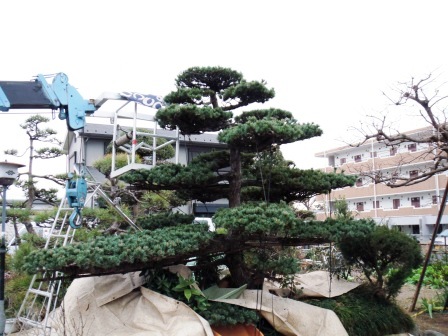 ��̎��Ȃ爤�Ή��@�Ó�̐A�؉��ł��B      �g�тO�X�O�|�X�P�O�O�|�Q�R�S�S