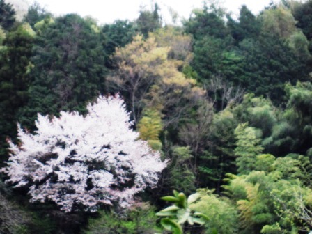 ��̎��Ȃ爤�Ή��@�Ó�̐A�؉��ł��B      �g�тO�X�O�|�X�P�O�O�|�Q�R�S�S