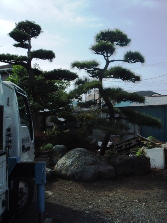 ��̎��Ȃ爤�Ή��@�Ó�̐A�؉��ł��B      �g�тO�X�O�|�X�P�O�O�|�Q�R�S�S