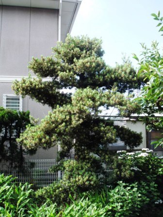 ��̎��Ȃ爤�Ή��@�Ó�̐A�؉��ł��B      �g�тO�X�O�|�X�P�O�O�|�Q�R�S�S