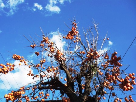 ��̎��Ȃ爤�Ή��@�Ó�̐A�؉��ł��B      �g�тO�X�O�|�X�P�O�O�|�Q�R�S�S