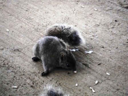 ��̎��Ȃ爤�Ή��@�Ó�̐A�؉��ł��B      �g�тO�X�O�|�X�P�O�O�|�Q�R�S�S