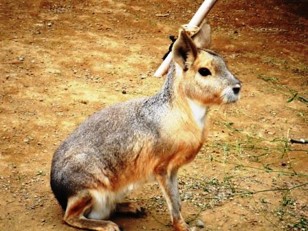 ��̎��Ȃ爤�Ή��@�Ó�̐A�؉��ł��B      �g�тO�X�O�|�X�P�O�O�|�Q�R�S�S