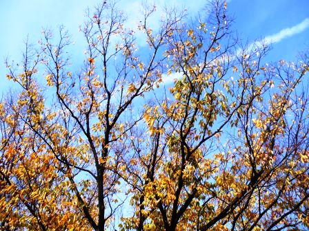 ��̎��Ȃ爤�Ή��@�Ó�̐A�؉��ł��B      �g�тO�X�O�|�X�P�O�O�|�Q�R�S�S