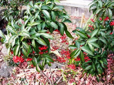 ��̎��Ȃ爤�Ή��@�Ó�̐A�؉��ł��B      �g�тO�X�O�|�X�P�O�O�|�Q�R�S�S