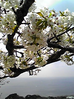 ���X�ɂ���