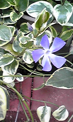 ���X�ɂ���