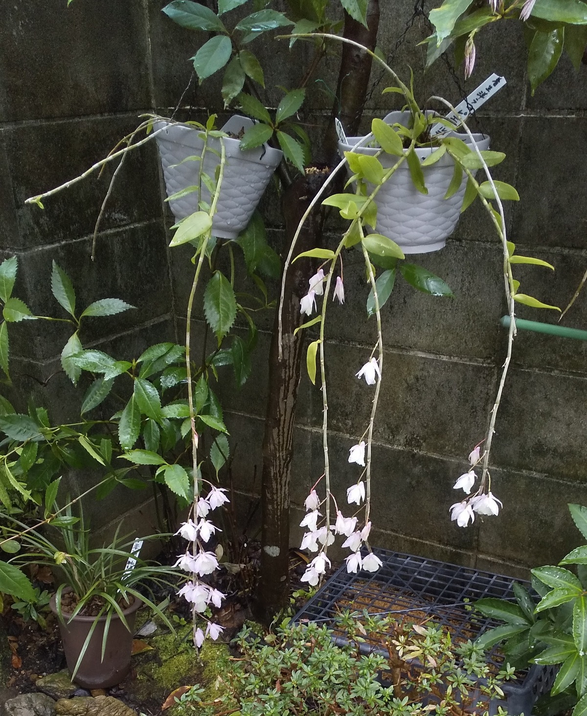 �����i�̏Ó�����H�[