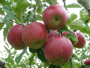 �V���N�}�y�c at Home