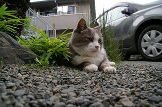 �V���N�}�y�c at Home