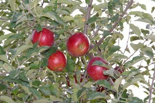 �V���N�}�y�c at Home