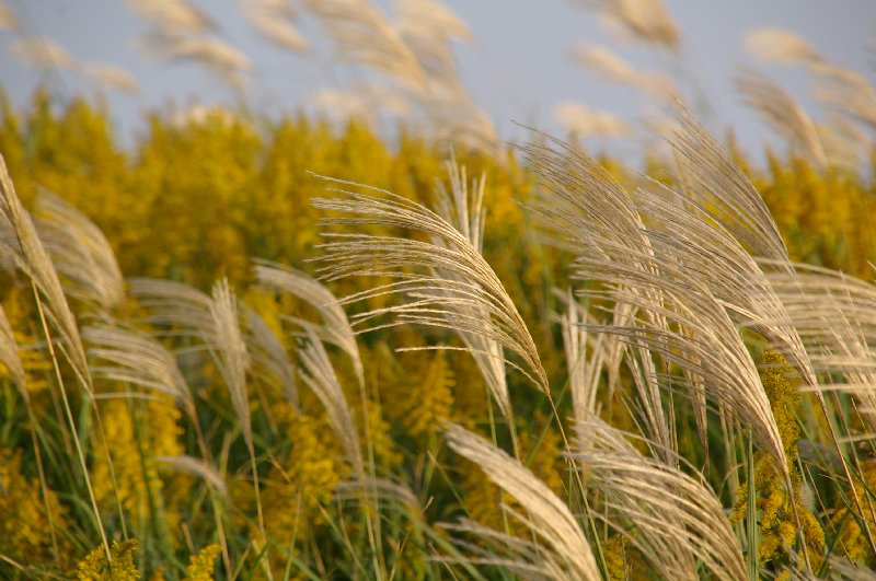 �V���N�}�y�c at Home