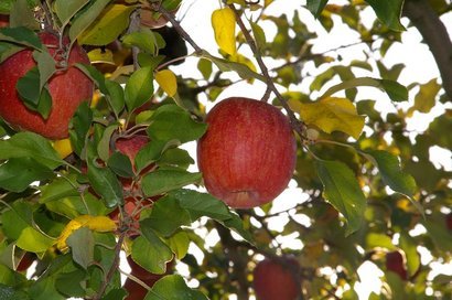 �V���N�}�y�c at Home