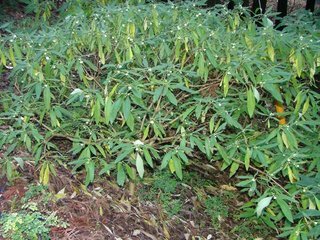 �V���N�}�y�c at Home