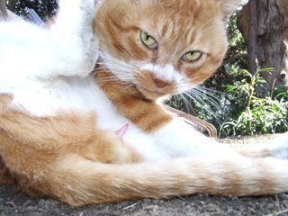 �V���N�}�y�c at Home