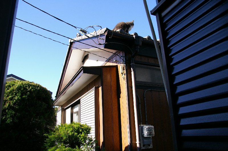 �V���N�}�y�c at Home