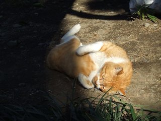 �V���N�}�y�c at Home