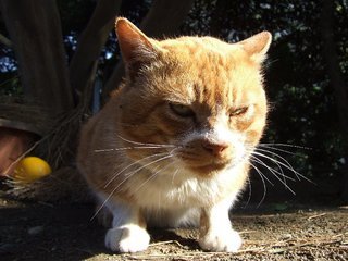 �V���N�}�y�c at Home