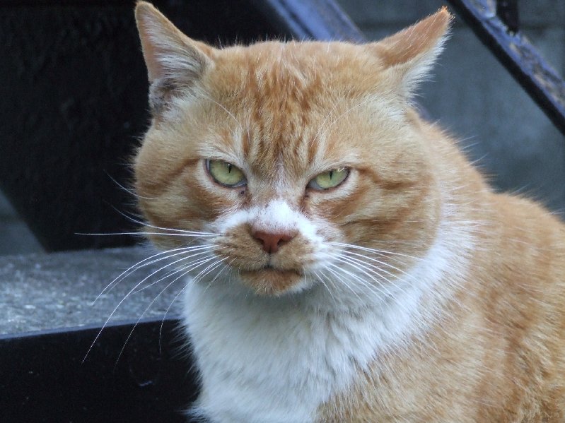 �V���N�}�y�c at Home