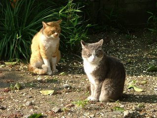 �V���N�}�y�c at Home