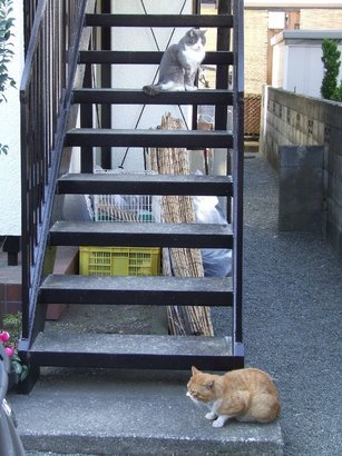 �V���N�}�y�c at Home