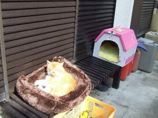 �V���N�}�y�c at Home