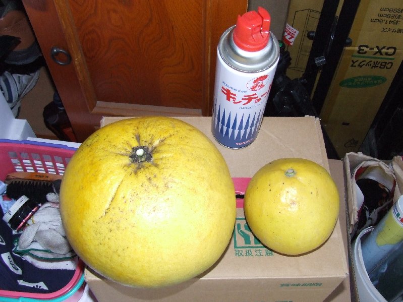 �V���N�}�y�c at Home