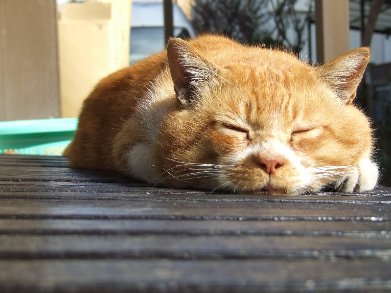 �V���N�}�y�c at Home