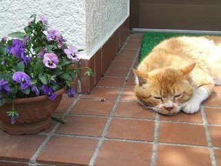 �V���N�}�y�c at Home