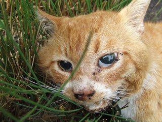 �V���N�}�y�c at Home