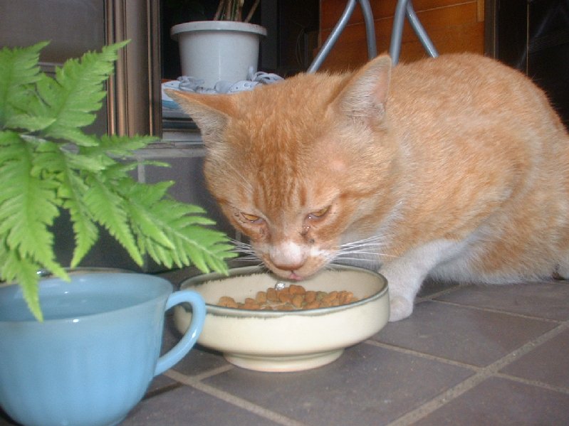 �V���N�}�y�c at Home