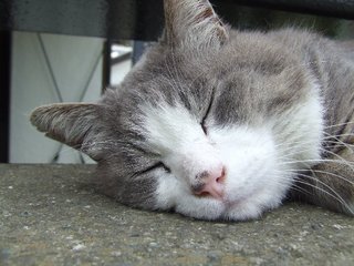 �V���N�}�y�c at Home