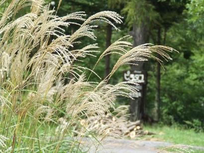 �V���N�}�y�c at Home