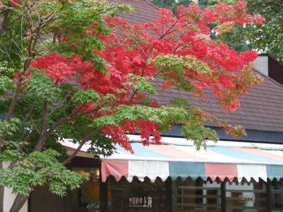 �V���N�}�y�c at Home